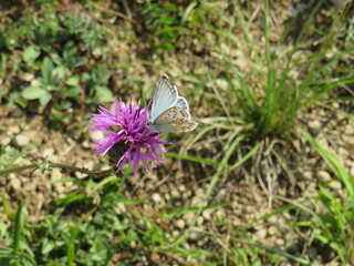 Bläuling Schmetterling