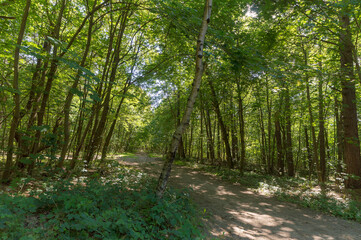 Fototapeta na wymiar Forest trail on a sunny day in The Noordhollands Duinreservaat, The Netherlands