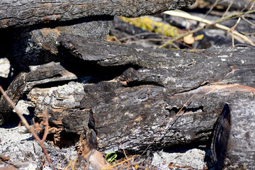 burned trees in a large fire