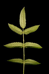 Strawberry Raspberry (Rubus illecebrosus). Leaf Closeup