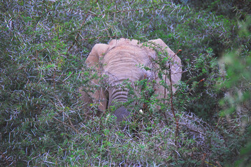 Africa- A Huge Bull Elephant Charging Through a Thorn Bush