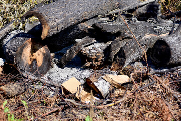 burned trees in a large fire