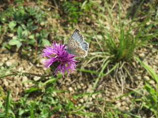 Bläuling Schmetterling