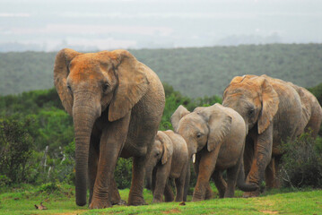 Fototapeta na wymiar Africa- A Herd of Elephants Marching in a Row