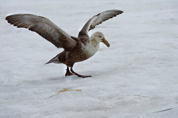 Southern Giant Petrel (Macronectes giganteus) walking on snow, Fortuna Bay,  South Georgia, South Georgia and the Sandwich Islands, Antarctica