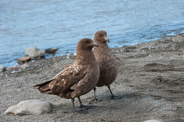 Brown skuas (Stercorarius antarcticus), St Andrews Bay, South Georgia Island