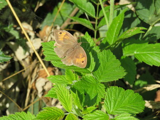Obraz premium Bräunling Schmetterling