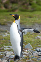 Fototapeta na wymiar King penguin (Aptenodytes patagonicus), Fortuna Bay, South Georgia Island