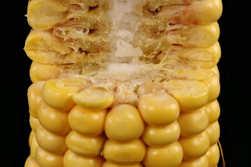 Maize (Zea mays). Seeds Closeup