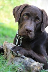 Brauner Labrador Hund liegt im Gras mit großem Knochen, Holz, Wurzel