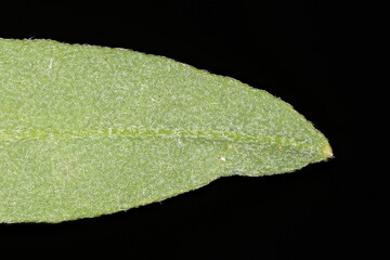 Hoary Alison (Berteroa incana). Leaf Detail Closeup