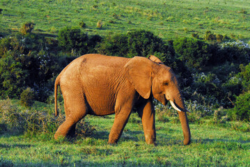 Fototapeta na wymiar Africa- Single Tusked Elephant, Red From Mud
