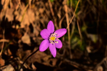 Viollete Blume im Frühling