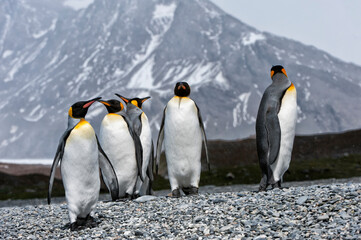 Group of King penguins (Aptenodytes patagonicus) walking on the shore, St. Andrews Bay, South Georgia Island