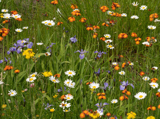 Spring wildflowers in field. Colorful springtime field © Tommy