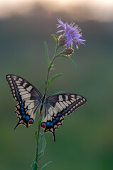 Wonderful butterfly Papilio machaon on the flower spread its wings on a summer day