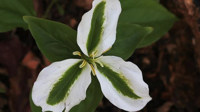 Rare Green Trillium in a woodland scene. White Trillium that have been infected with mycoplasma-like organisms