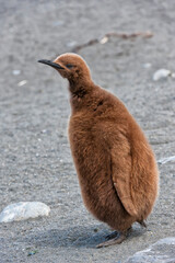 King penguin chick (Aptenodytes patagonicus), St. Andrews Bay, South Georgia Island © Gabrielle