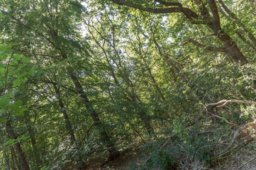 Forest trail on a sunny day in The Noordhollands Duinreservaat, The Netherlands
