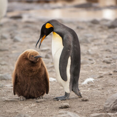 King penguin feeding a chick (Aptenodytes patagonicus), St. Andrews Bay, South Georgia Island