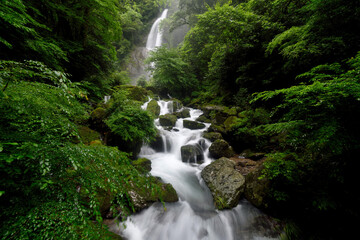 Fototapeta premium 栴檀轟の滝