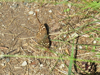 Schmetterling