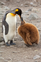 King penguin feeding a chick (Aptenodytes patagonicus), St. Andrews Bay, South Georgia Island