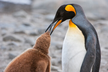 King penguin feeding a chick (Aptenodytes patagonicus), St. Andrews Bay, South Georgia Island
