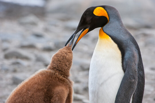 King penguin feeding a chick (Aptenodytes patagonicus), St. Andrews Bay, South Georgia Island