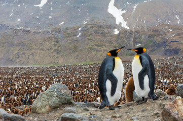 Obraz premium King penguins (Aptenodytes patagonicus) and chick overlooking the colony, St. Andrews Bay, South Georgia Island