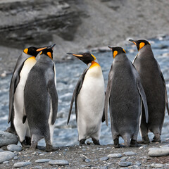 Group of King penguins (Aptenodytes patagonicus) standing near a river, St. Andrews Bay, South Georgia Island
