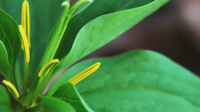 Unusual Green Trillium in a woodland scene. White Trillium that have been infected with mycoplasma-like organisms