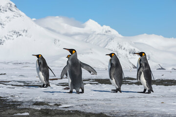 King Penguins (Aptenodytes patagonicus) walking on snow covered Salisbury Plain, South Georgia Island, Antarctic