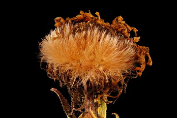 Hairy Michaelmas Daisy (Symphyotrichum novae-angliae). Fruiting Capitulum Closeup