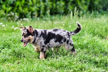 dog on grass, photo as a background , australian german shepard sheperd dog