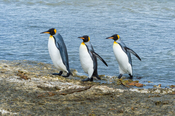King Penguins (Aptenodytes patagonicus) crossing a stream, Right Whale Bay, South Georgia Island, Antarctic
