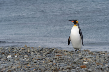 King Penguin (Aptenodytes patagonicus) on a graveled beach, Fortuna Bay, South Georgia, South