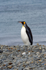 King Penguin (Aptenodytes patagonicus) on a graveled beach, Fortuna Bay, South Georgia, South