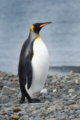 Fototapeta premium King Penguin (Aptenodytes patagonicus) on a graveled beach, Fortuna Bay, South Georgia, South