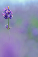 Fototapeta premium ラベンダー一輪