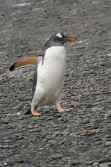 Gentoo penguin (Pygoscelis papua) on a graveled beach, Fortuna Bay, South Georgia, South Georgia and the Sandwich Islands, Antarctica