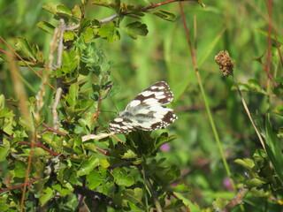 Schachbrett Schmetterling