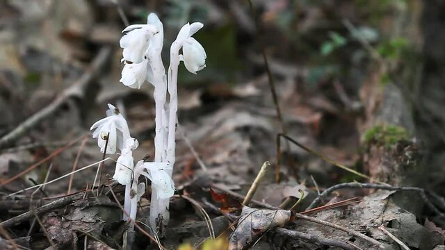 Indian Pipe, Monotropa uniflora