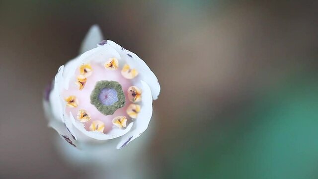 Unusual Indian Pipe, Monotropa uniflora
