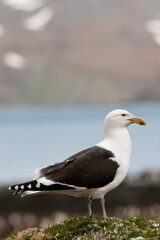 Kelp Gull (Larus dominicanus), St. Andrews Bay, South Georgia Island