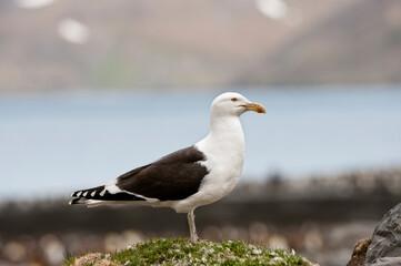 Kelp Gull (Larus dominicanus), St. Andrews Bay, South Georgia Island