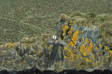 Kelp Gulls (Larus dominicanus) on lichen covered rocks, Undine harbour, South Georgia Island, Antarctic