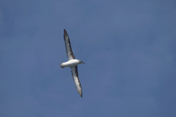 Grey-headed Albatross (Thalassarche chrysostoma) in flight, Elsehul Bay, South Georgia Island, Antarctic