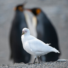 Snowy Sheathbill (Chionis albus), St. Andrews Bay, South Georgia