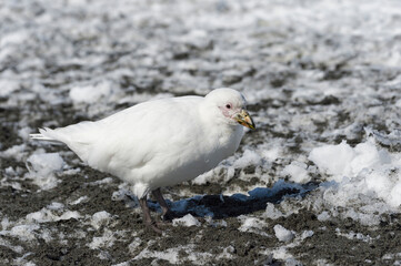 Snowy Sheathbill (Chionis albus), Salisbury Plain, South Georgie, Antartic